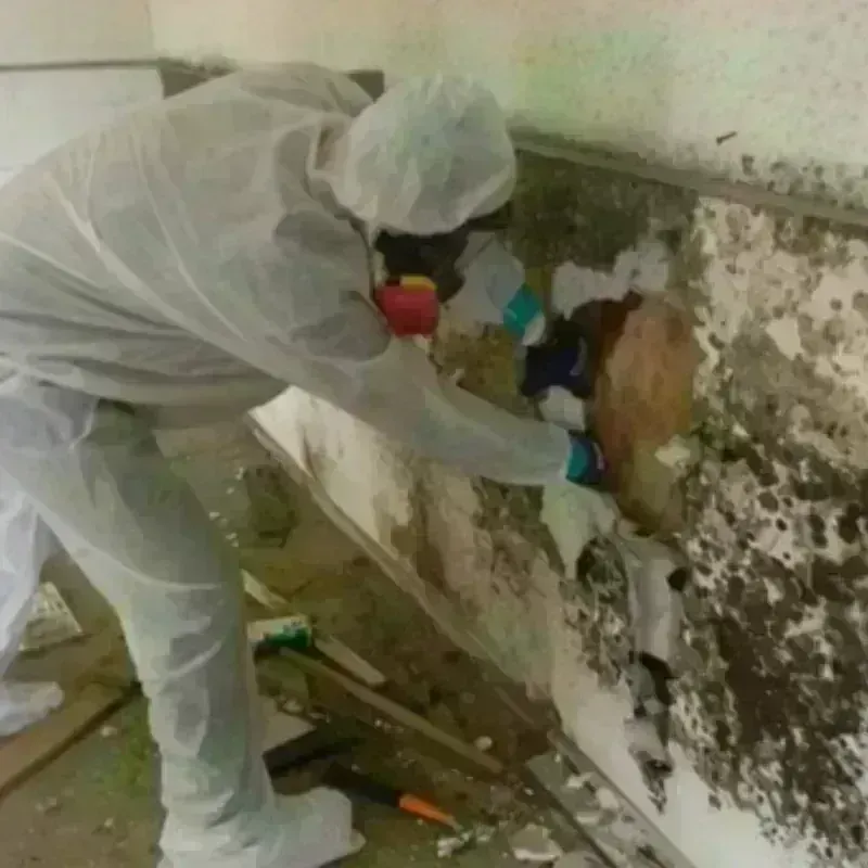 Mold Remediation and Removal in Crescent City, CA